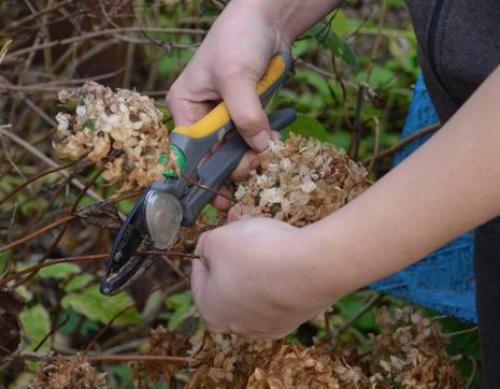 5 правил осеннего ухода за гортензией. Осенняя обрезка гортензии 01