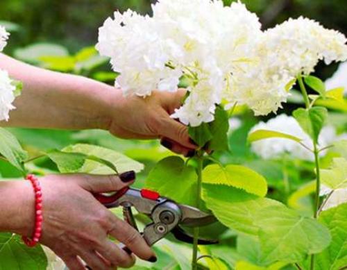 5 правил осеннего ухода за гортензией. Осенняя обрезка гортензии 03
