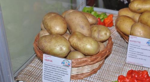 ТОП-10 сортов картофеля сезона 2021. Лучшие ранние сорта картофеля 07