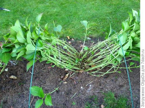 Крупнолистная гортензия подготовка к зиме. Как я готовлю крупнолистные гортензии к зиме. Олин опыт