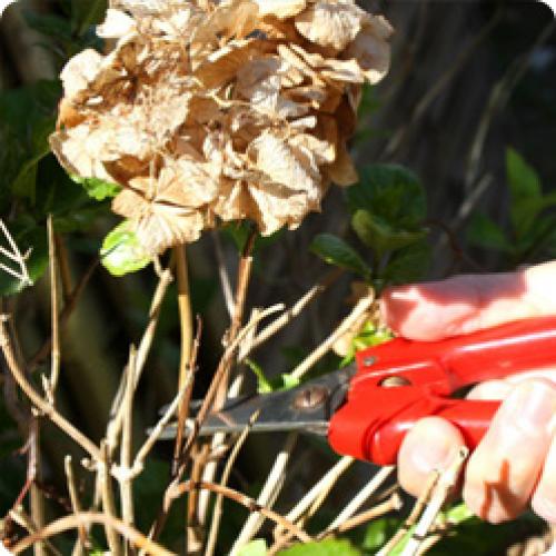 Уход за гортензией осенью и подготовка к зиме. УХОД ЗА ГОРТЕНЗИЯМИ ОСЕНЬЮ