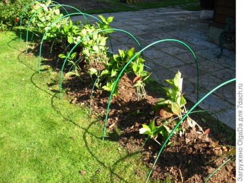 Крупнолистная гортензия подготовка к зиме. Как я готовлю крупнолистные гортензии к зиме. Олин опыт