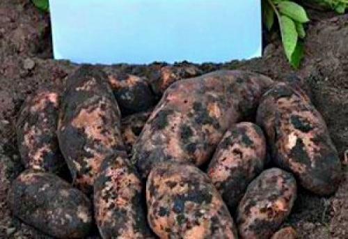 ТОП-10 сортов картофеля сезона 2021. Лучшие ранние сорта картофеля 01 ТОП-10 сортов картофеля сезона 2021. Лучшие ранние сорта картофеля 01