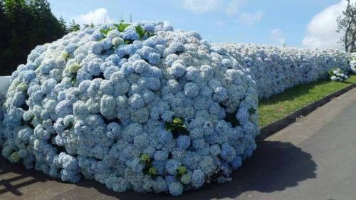 Подкормка гортензии осенью в сентябре. Правила осенней посадки гортензии метельчатой 03