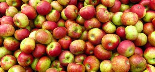 Сонник яблоня с желтыми яблоками. К чему снятся желтые яблоки толкование сновидения