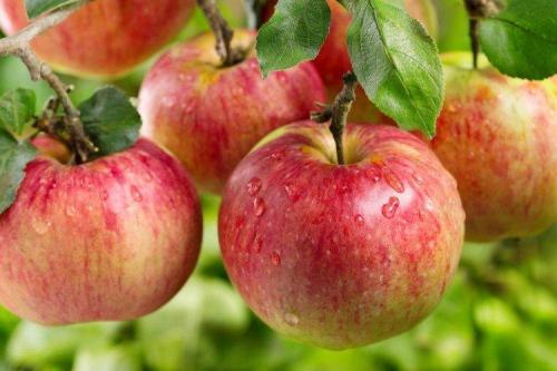 Яблони с яблоками. Лучшие сорта яблок: фото, названия и описания (каталог)
