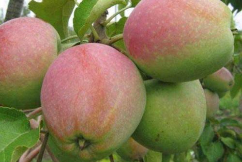 Яблони с яблоками. Лучшие сорта яблок: фото, названия и описания (каталог)