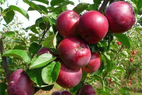 Яблони с яблоками. Лучшие сорта яблок: фото, названия и описания (каталог)