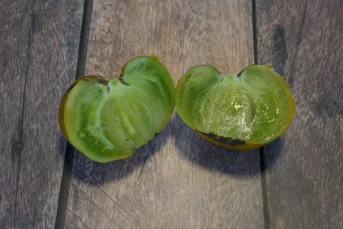 Что такое зеленые помидоры. Особенности зеленых томатов