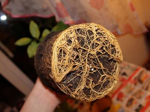 Как пересадить лимон в другой горшок в домашних условиях. Почему пересадка лимона понадобилась в вашем случае? 17