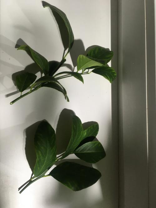 Размножение лимона черенками в воде. Размножение лимона (Черенкование)