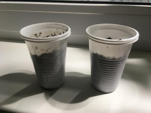 Размножение лимона черенками в воде. Размножение лимона (Черенкование)