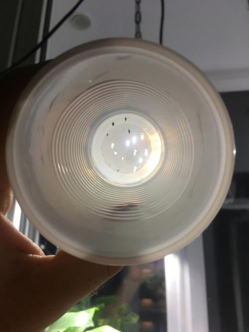 Размножение лимона черенками в воде. Размножение лимона (Черенкование)