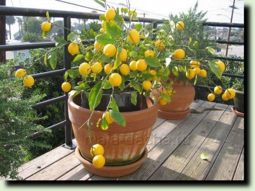 Как пересадить лимон в другой горшок в домашних условиях. Почему пересадка лимона понадобилась в вашем случае? 08