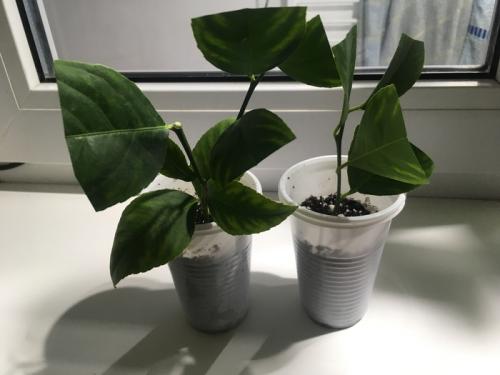 Размножение лимона черенками в воде. Размножение лимона (Черенкование)