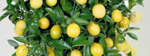 Как пересадить лимон в другой горшок в домашних условиях. Почему пересадка лимона понадобилась в вашем случае? 07