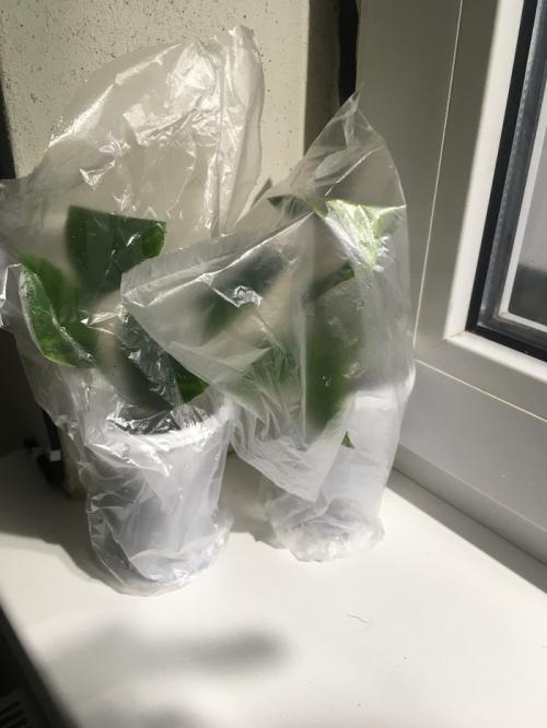 Размножение лимона черенками в воде. Размножение лимона (Черенкование)