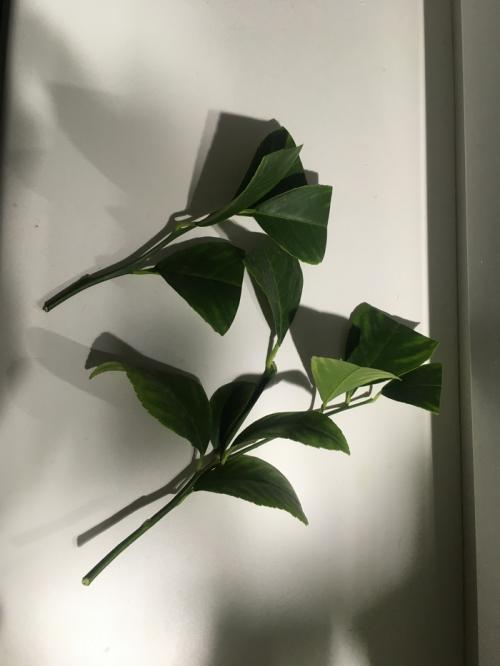 Размножение лимона черенками в воде. Размножение лимона (Черенкование)