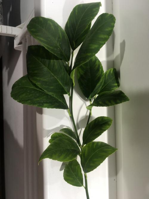 Размножение лимона черенками в воде. Размножение лимона (Черенкование)