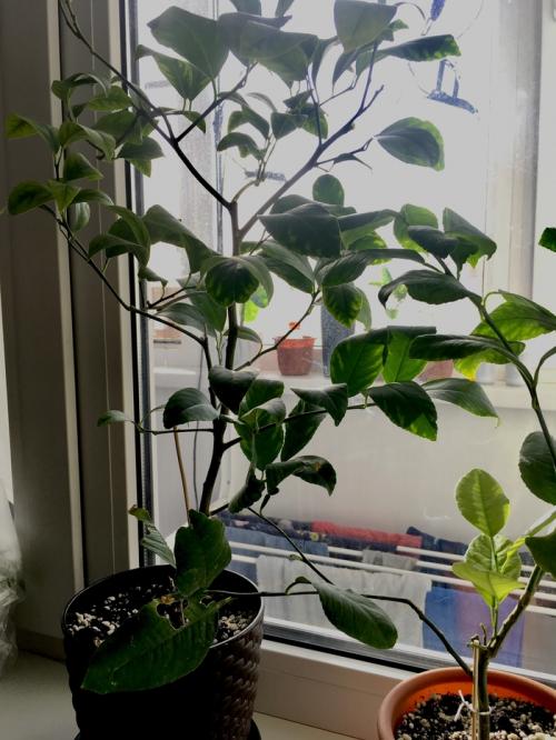 Размножение лимона черенками в воде. Размножение лимона (Черенкование)