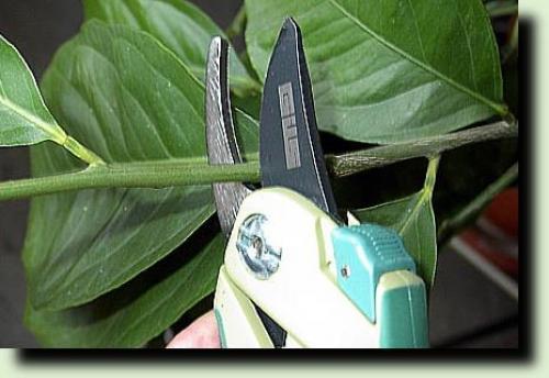 Как пересадить лимон в другой горшок в домашних условиях. Почему пересадка лимона понадобилась в вашем случае? 10