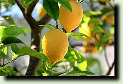 Как пересадить лимон в другой горшок в домашних условиях. Почему пересадка лимона понадобилась в вашем случае? 09