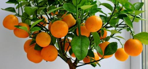 Горшок для выращивания лимона. Выбор горшка 04