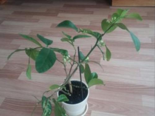 Обрезка лимона в саду. Как обрезать лимон, в том числе обрезка в домашних условиях