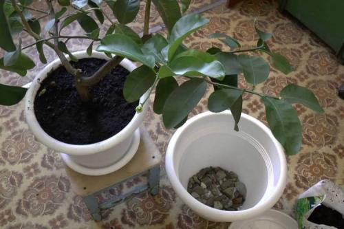 Сколько растет лимон из косточки. 7 главных правил выращивания деревца лимона из косточки в домашних условиях