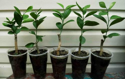 Горшок для выращивания лимона. Выбор горшка 06