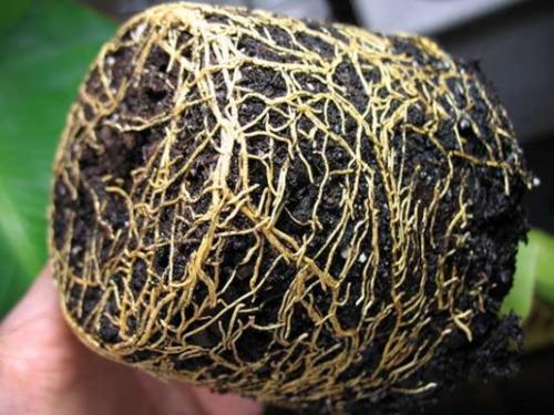 В какое время года можно пересаживать лимон. Основные аспекты пересадки домашнего лимона