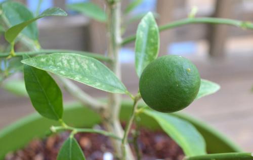 Горшок для выращивания лимона. Выбор горшка 07