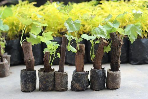 Можно ли выращивать виноград в Подмосковье без теплицы. Специфика региона, влияние на урожайность винограда