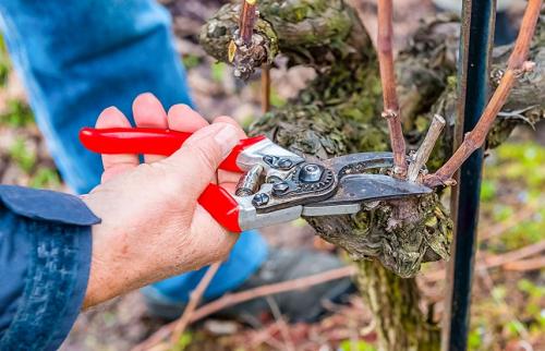 Как правильно обрезать виноградную лозу весной. Эталонная обрезка винограда весной: сроки и правила проведения