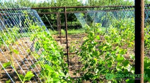 Как правильно посадить виноград в Подмосковье: советы для начинающих 01 Как правильно посадить виноград в Подмосковье: советы для начинающих 01