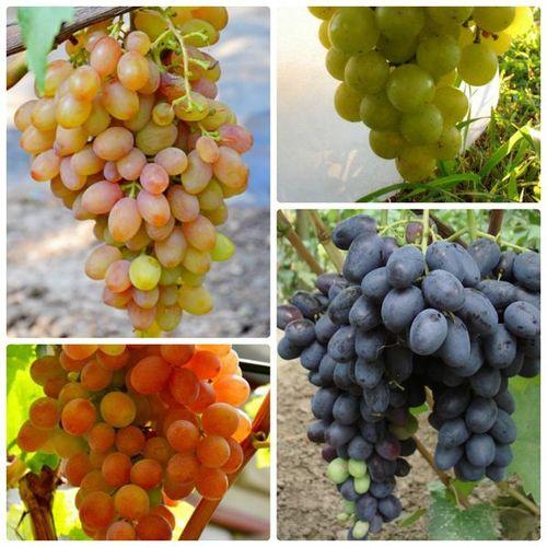 Можно ли выращивать виноград в Подмосковье без теплицы. Специфика региона, влияние на урожайность винограда