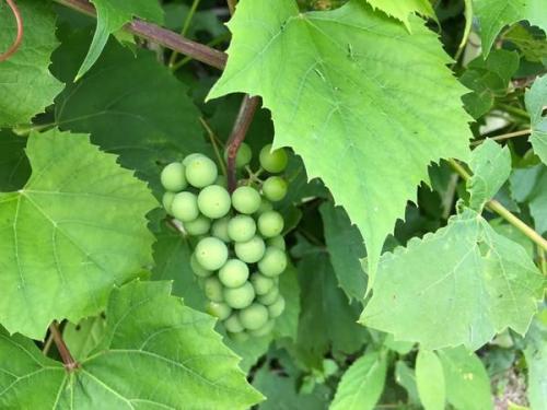 Как улучшить урожайность винограда в Подмосковье. 7 простых секретов, как вырастить вкусный виноград в Подмосковье