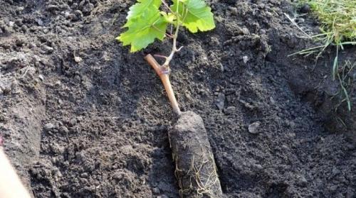 В чем различия между посадкой винограда осенью и весной. Когда и как высаживать виноград в открытый грунт?