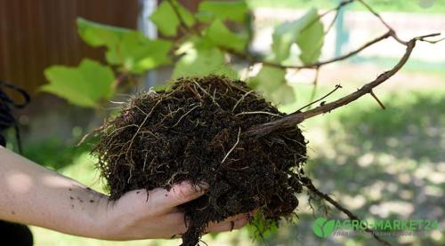 Как правильно посадить виноград в Подмосковье: советы для начинающих Как правильно посадить виноград в Подмосковье: советы для начинающих