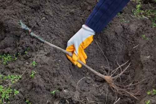 Какие ошибки при посадке винограда в 2025 могут привести к неурожаю. Прежде чем пустить корни