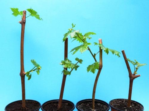 Как климатические условия 2025 года могут повлиять на посадку винограда. Плюсы и минусы весенней посадки саженцев