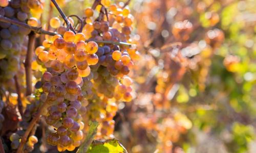 Как бороться с вредителями и болезнями винограда в Подмосковье. Четыре обработки против болезней и вредителей винограда