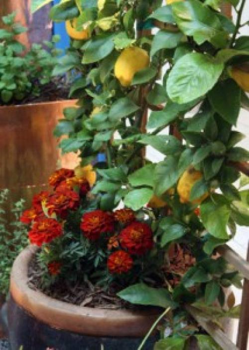 Карликовые цитрусовые. Выращиваем цитрусовые деревья на балконе. Компактные сорта.