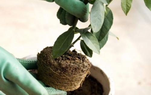 Размер горшков для цитрусов. Зачем и как пересаживать цитрусовые в домашних условиях 01 Размер горшков для цитрусов. Зачем и как пересаживать цитрусовые в домашних условиях 01