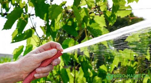 Полное руководство: как правильно сажать виноград в Подмосковье весной 05 Полное руководство: как правильно сажать виноград в Подмосковье весной 05