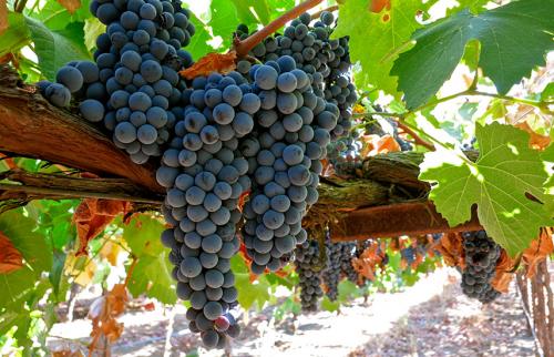 Как ухаживать за посаженными осенью виноградными саженцами. Посадка винограда осенью саженцами