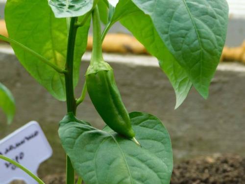 Цион для цитрусовых. Цион: личный опыт