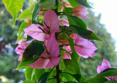 Цион для цитрусовых. Цион: личный опыт