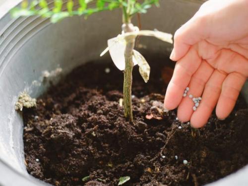 Подкормка цитрусовых дома. Чем подкормить цитрусы дома