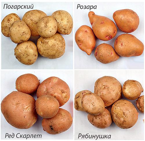 Поздний картофель сорта. Характеристика картофеля 04 Поздний картофель сорта. Характеристика картофеля 04